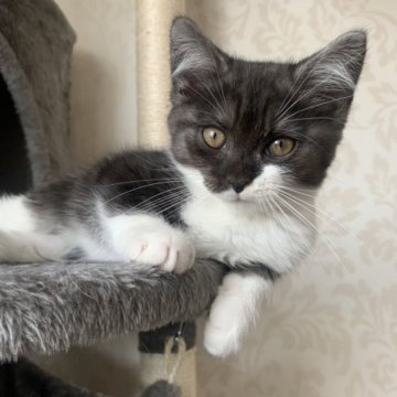 マンチカン【福島県・男の子・2023年2月7日・ブラック&ホワイト（セミロング）】の写真「とても元気でちゃめっけたっぷりな男の子」