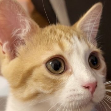 マンチカン【福島県・男の子・2023年6月2日・レッド&ホワイト（ショート）】の写真「まん丸お顔の可愛い男の子」