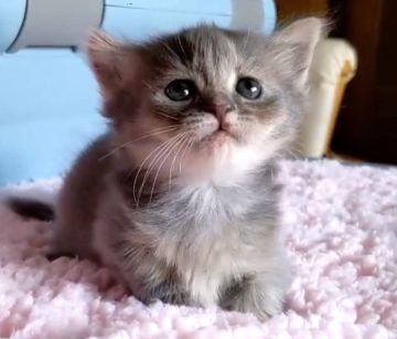 マンチカン【福島県・女の子・2022年1月26日・ブルー&ホワイト（セミロング）】の写真「のんびり短足ちゃん」