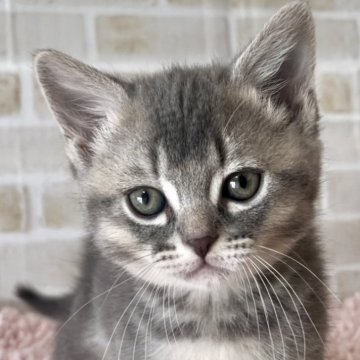 マンチカン【福島県・男の子・2024年1月24日・ブルー（ショート）】の写真「愛嬌たっぷりな男の子😻」