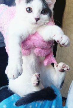 マンチカン(長足)【福島県・女の子・2019年11月9日・八割れのバン（ショート）】の写真「活発な女の子スッコイおてんばな美人さん😵」