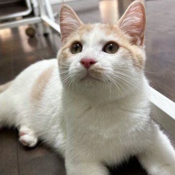 マンチカン【福島県・男の子・2023年5月10日・レッド&ホワイト（セミロング）】の写真「淡い綺麗な毛の色の男の子です。」