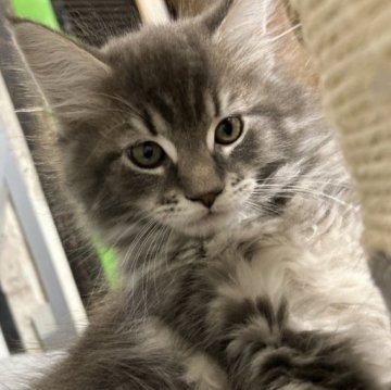 メインクーン【福島県・男の子・2023年7月23日・ブルータビー（ロング）】の写真「ふわふわモコモコおっとり優しい子」