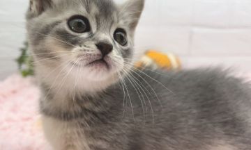 マンチカン【福島県・男の子・2022年4月9日・ブルークリーム（ショート）】の写真「甘え上手な短足ちゃん」