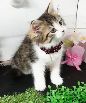 メインクーン【福島県・女の子・2020年2月10日・キャリコ（ロングコート）】の写真「お目めクリクリ」