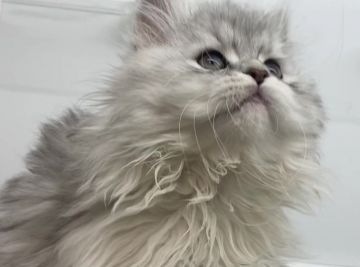 サイベリアン【福島県・女の子・2021年1月17日・シルバータビー&ホワイト（ロングコート）】の写真「3/26動画更新。毛吹き抜群」