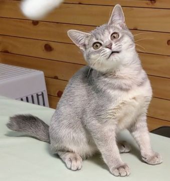 マンチカン【福島県・女の子・2020年8月25日・ブルータビー&ホワイト（ショート）】の写真「幸せを呼ぶ【カギしっぽ】抱っこが大好き女の子です　」