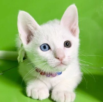 カオマニー【福島県・女の子・2023年3月19日・ホワイト（ショート）】の写真「所有者に縁起の良いネコ【濃い眼のオッドアイ】です。」