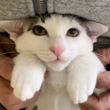 カオマニー【福島県・男の子・2023年11月26日・ブラウン&ホワイト（ショート）】の写真「同種の仔ネコの2匹目は半額です。但し6万が下限です」
