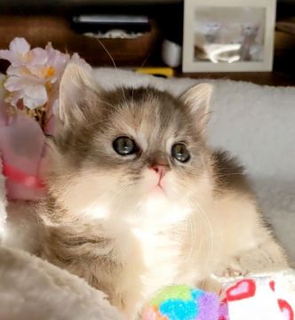 マンチカン【福島県・女の子・2021年12月28日・ブルー&ホワイト（セミロング）】の写真「お目々まんまるモコモコのオテンバな女のコ。」