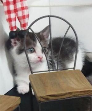 マンチカン(短足)【福島県・女の子・2020年5月26日・ブラウンタビー&ホワイト（ショートコート）】の写真「内股歩きで超可愛い‼️」