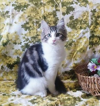 メインクーン【福島県・男の子・2019年8月15日・ブラウンタビー&ホワイト】の写真「父親似のイケメンです」