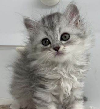 サイベリアン【福島県・女の子・2021年8月13日・シルバータビー】の写真「2021/10/02動画更新　ふわふわレディー」