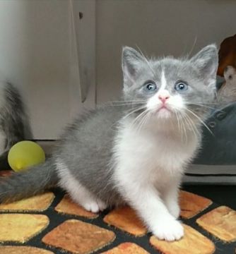 マンチカン(長足)【福島県・男の子・2020年5月26日・ブルー&ホワイト（ショート）】の写真「何でも興味を持って遊びます。」