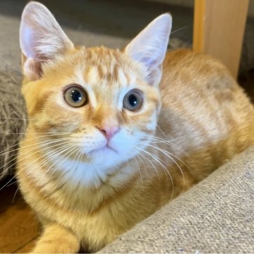 マンチカン【福島県・男の子・2024年1月24日・レッドタビー（ショート）】の写真「性格良し😸お顔良し😻食欲良し😽柄良し😺」