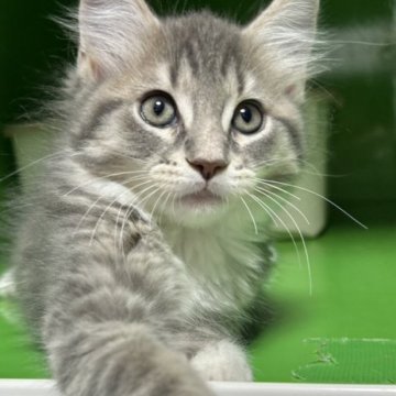 メインクーン【福島県・男の子・2023年3月31日・ブルータビー（ロング）】の写真「お母さん似の可愛い綺麗な子です。」