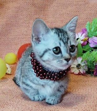マンチカン(短足)【福島県・女の子・2019年6月23日・ブラウンタビー】の写真「父親ぽん太(短足)似の超短足骨太の子猫です‼️。」