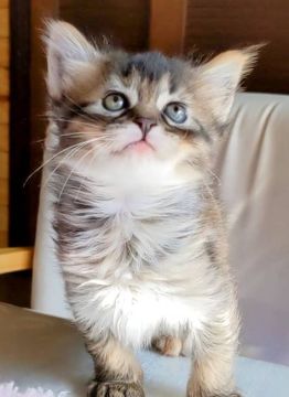 マンチカン【福島県・女の子・2022年1月26日・ブラックタビー&ホワイト（セミロング）】の写真「凛々しい顔の女の子」