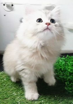 サイベリアン【福島県・男の子・2019年12月26日・シルバータビー（ロングコート）】の写真「とにかく凛々しい！」