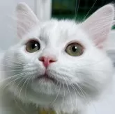 マンチカン(短足)【福島県・女の子・2023年9月18日・】の写真1「1/9に撮影しました🐈‍⬛🎀」