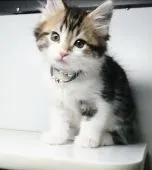 メインクーン【福島県・男の子・2020年2月10日・ブラウンタビー&ホワイト】の写真1「3/28日に撮影しました‼️」