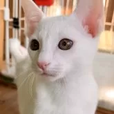 カオマニー【福島県・男の子・2023年10月29日・】の写真1「1/5に撮影しました😸」