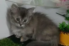 マンチカン(短足)【福島県・女の子・2020年2月17日・ブラウンタビー】の写真1「3/31日に撮影しました‼️」