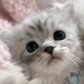 サイベリアン【福島県・男の子・2024年1月28日・シルバータビー】の写真1「おっとりな男の子です♡‪🫶🏻️💞」