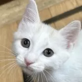 マンチカン(長足)【福島県・男の子・2024年4月17日・】の写真1「優しい色の男の子です🐈‍⬛🎀」