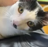 カオマニー【福島県・男の子・2023年9月1日・】の写真1「愛嬌たっぷり甘え上手な男の子😽」