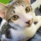 カオマニー【福島県・男の子・2023年9月1日・ブラウンタビー&ホワイト】の写真1「抱っこ大好き💕お喋り大好きな子❣️」