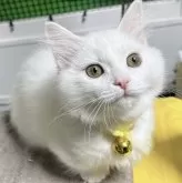 マンチカン(短足)【福島県・女の子・2023年9月18日・】の写真2「1/9に撮影しました🐈‍⬛🎀」