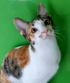 カオマニー【福島県・女の子・2021年4月26日・三毛(キャリコ)】の写真2「2021/09/08に更新しました。」