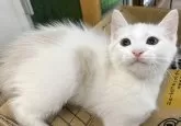 マンチカン(長足)【福島県・男の子・2024年4月17日・】の写真2「とってもやんちゃボーイです🐈‍⬛🎀」
