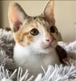 カオマニー【福島県・女の子・2024年1月24日・キャリコ】の写真2「おめめクリクリ可愛い子❤️」