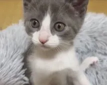 マンチカン♂×シャム(サイアミーズ)♀【福島県・男の子・2022年1月28日・ブルー&ホワイト】の写真2「2022/3/25撮影しました。」