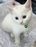マンチカン×ミックス(メインクーン×ミヌエット)【福島県・男の子・2024年6月19日・ホワイト】の写真2「かわいいキトンキャップ付き( ơ ᴗ ơ )♡」