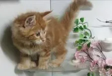 メインクーン【福島県・男の子・2020年3月10日・レッドタビー】の写真2「4/19日に撮影しました‼️」