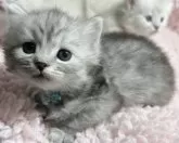 サイベリアン【福島県・男の子・2024年1月28日・シルバータビー】の写真2