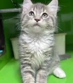 メインクーン【福島県・男の子・2023年3月31日・ブルータビー】の写真2「6/2に撮影しました。」