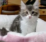 メインクーン【福島県・男の子・2021年11月12日・ブルーホワイト】の写真2「1／２７日に更新しました。」