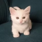 カオマニー×マンチカン(短足)【福島県・女の子・2024年3月16日・ホワイト】の写真3