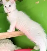 メインクーン【福島県・男の子・2023年4月27日・ホワイト】の写真3「7/14に撮影しました。」