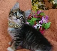 メインクーン【福島県・女の子・2019年6月27日・ブラウンタビー&ホワイト】の写真3「8月26日・撮影」