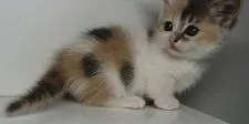 マンチカン(短足)【福島県・女の子・2020年8月25日・】の写真3「9/25日に撮影しました‼️」