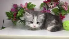 サイベリアン【福島県・男の子・2020年4月15日・】の写真3「5/16に撮影しました。」