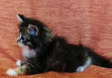 メインクーン【福島県・男の子・2019年8月15日・ブラウンタビー&ホワイト】の写真3「9月27日・撮影」