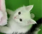 メインクーン【福島県・女の子・2023年3月31日・ホワイト】の写真3「5/13に撮影しました。」