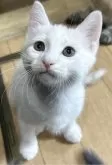 マンチカン(長足)【福島県・男の子・2024年4月17日・】の写真3