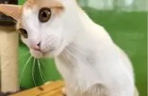 カオマニー【福島県・男の子・2023年5月12日・レッドタビー&ホワイト】の写真3「とっても甘えん坊の鍵しっぽ君です😽」